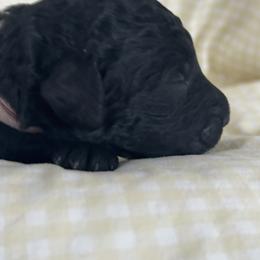 ABBY - Black female Poodle puppy in Thornton, Colorado from Shandy Poodle