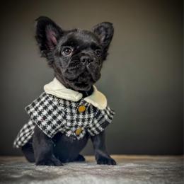 Elvira AKA Elvi - Black female French Bulldog puppy in Porter, Texas from Whatabulldog