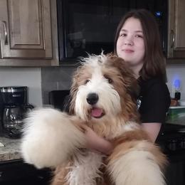 Bernedoodle All Grown Up from Backwoods Bernedoodles