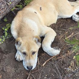 Central Asian Shepherd Dogs and Kangals from VSH Kangal Dogs