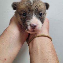 Bluie-sable male - Sable male Pembroke Welsh Corgi puppy in Tucson, Arizona from D-S Ranch Corgis
