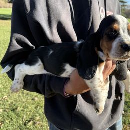 Boy 2 - Black brown and white male Basset Hound puppy in Hudson, Michigan from Bachman’s Kennel