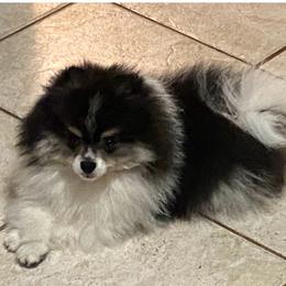 Jagger - Pomeranian