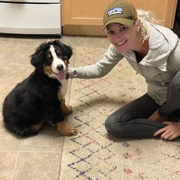 Bernese Mountain Dog Puppies from Lonesome Pine Farm