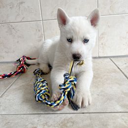 Siberian Husky Puppies from Angelica Zhushma