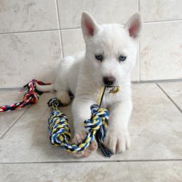 Siberian Husky Puppies from Angelica Zhushma