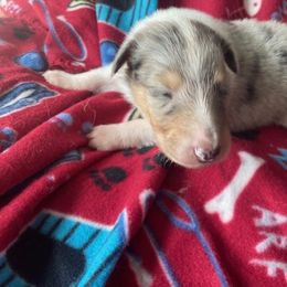 Frankie - Blue merle Collie puppy in Yulee, Florida from Three Collie Farm