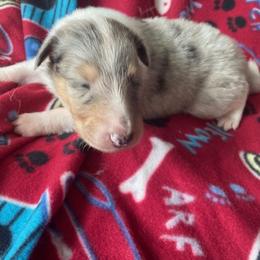 Frankie - Blue merle Collie puppy in Yulee, Florida from Three Collie Farm