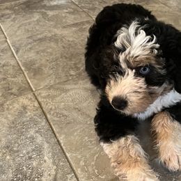 Aussiedoodles and Bernedoodles from Doodle Dandy Bernedoodles & Aussiedoodles