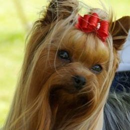 Yorkshire Terriers from Dearinger San Diego Yorkies