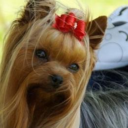 Yorkshire Terriers from Dearinger San Diego Yorkies