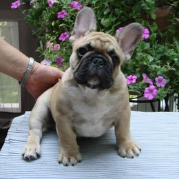 French Bulldogs from Idylls French Bulldogs