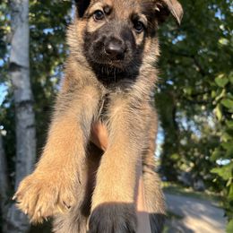 German Shepherd Puppies from Fancy GSDs
