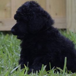 Poodle Puppies from Arindayle Standard Poodles