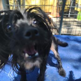 Asherah, Long Haul's Lady's First Forgotten Divine - Black and white female Chinese Crested puppy in New Castle, Pennsylvania from Long Haul Cresteds & Long Rotts