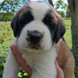 Geneva - Brown and white female Saint Bernard puppy in Kinsman, Ohio from Coleman Saint Bernards of Ohio