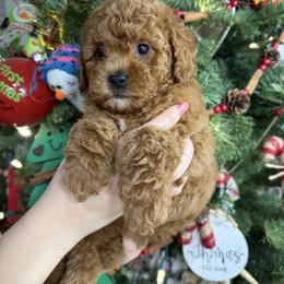 Pink - Red  female Goldendoodle puppy in Katy, Texas from Sweet T Doodles