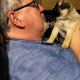 Pug Puppies from Pickwick Pugs
