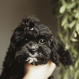Elliot - Black and white Cavapoo puppy in Moses Lake, Washington from The Cav Family