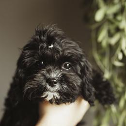 Elliot - Black and white Cavapoo puppy in Moses Lake, Washington from The Cav Family