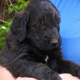 Manny - Black male Pyredoodle puppy in Prescott, Washington from Washington Pyredoodles