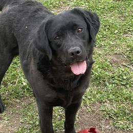 Kyra - Labrador Retriever
