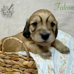 Falcon - Cream male Dachshund puppy in Pulaski, Tennessee from Billboard Doxies