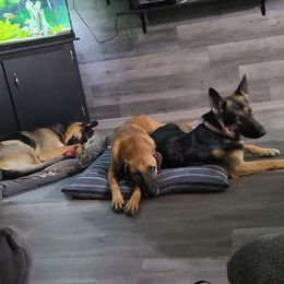 German Shepherd All Grown Up from Freiheit Von Himmel  Shepherds