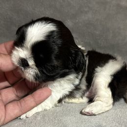 Marilyn - Black and white Shih Tzu puppy in Central, California from Ling Ling’s Shih Tzu