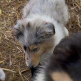 Neptune - Blue merle male Collie puppy in Malvern, Arkansas from Lost Acres Collies