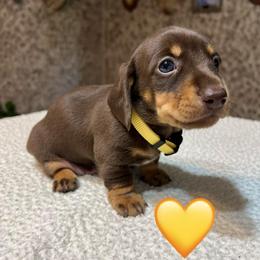 Yellow - Chocolate and tan male Dachshund puppy in Greasy, Oklahoma from 4E Dachshunds