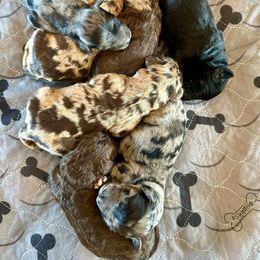 Newfypoo Puppies from Two Sisters Ranch, LLC