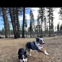 Australian Shepherd and Pomeranian All Grown Up from Willamette Valley Aussies