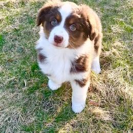 Miniature American Shepherd Puppies from Greenwood Acres Kennel