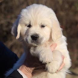 Barista - Light golden female Golden Retriever puppy in Hagerstown, Maryland from Pinewood Acres Goldens