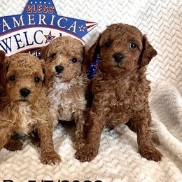 Dachshunds, Miniature Australian Shepherds, and Poodles from Happy Puppy Paws