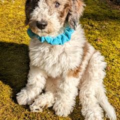 Double Doodle Puppies from Breedlove Mtn Doodles
