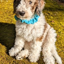 Double Doodle Puppies from Breedlove Mtn Doodles