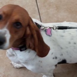 Basset Hounds from Mischievous Basset Hounds Az