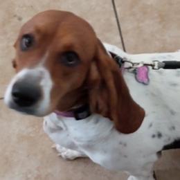 Basset Hounds from Mischievous Basset Hounds Az