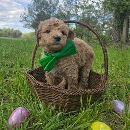 Prince - Red  male Goldendoodle puppy in Augusta, Georgia from Ivey's Poodles & Doodles
