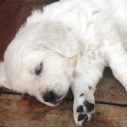 Golden Retriever Puppies from West Coast Cream Goldens