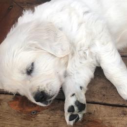 Golden Retriever Puppies from West Coast Cream Goldens