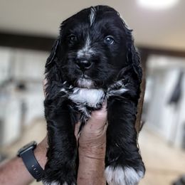 Choco - Black and white male Bernedoodle puppy in Massanutten, Virginia from Doting Doodles