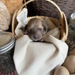 Annie - Cream female Dachshund puppy in Cabool, Missouri from White Cottage Dachshunds