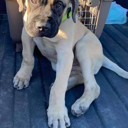 Bullmastiff and French Bulldog Puppies from Misfit Kennels