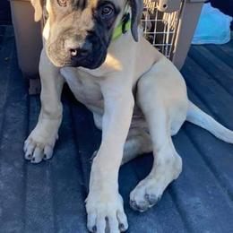 Bullmastiff and French Bulldog Puppies from Misfit Kennels