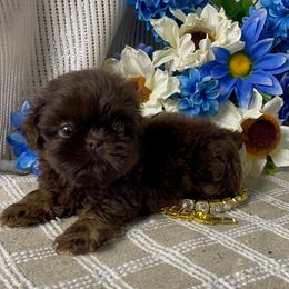 Bailey - Chocolate male Shih Tzu puppy in Elgin, South Carolina from Silver Bells Paw Prints