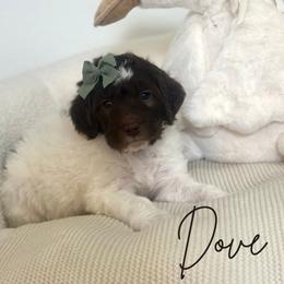 Dove - Parti female Assorted Doodle Crosses puppy in West Monroe, Louisiana from Southern Haven Doodles