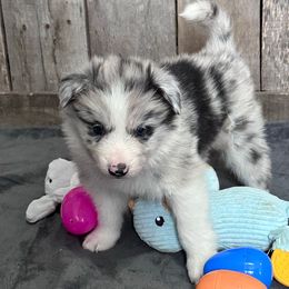 Aiden - Blue merle Border Collie puppy in Guffey, Colorado from Sunset Ridge